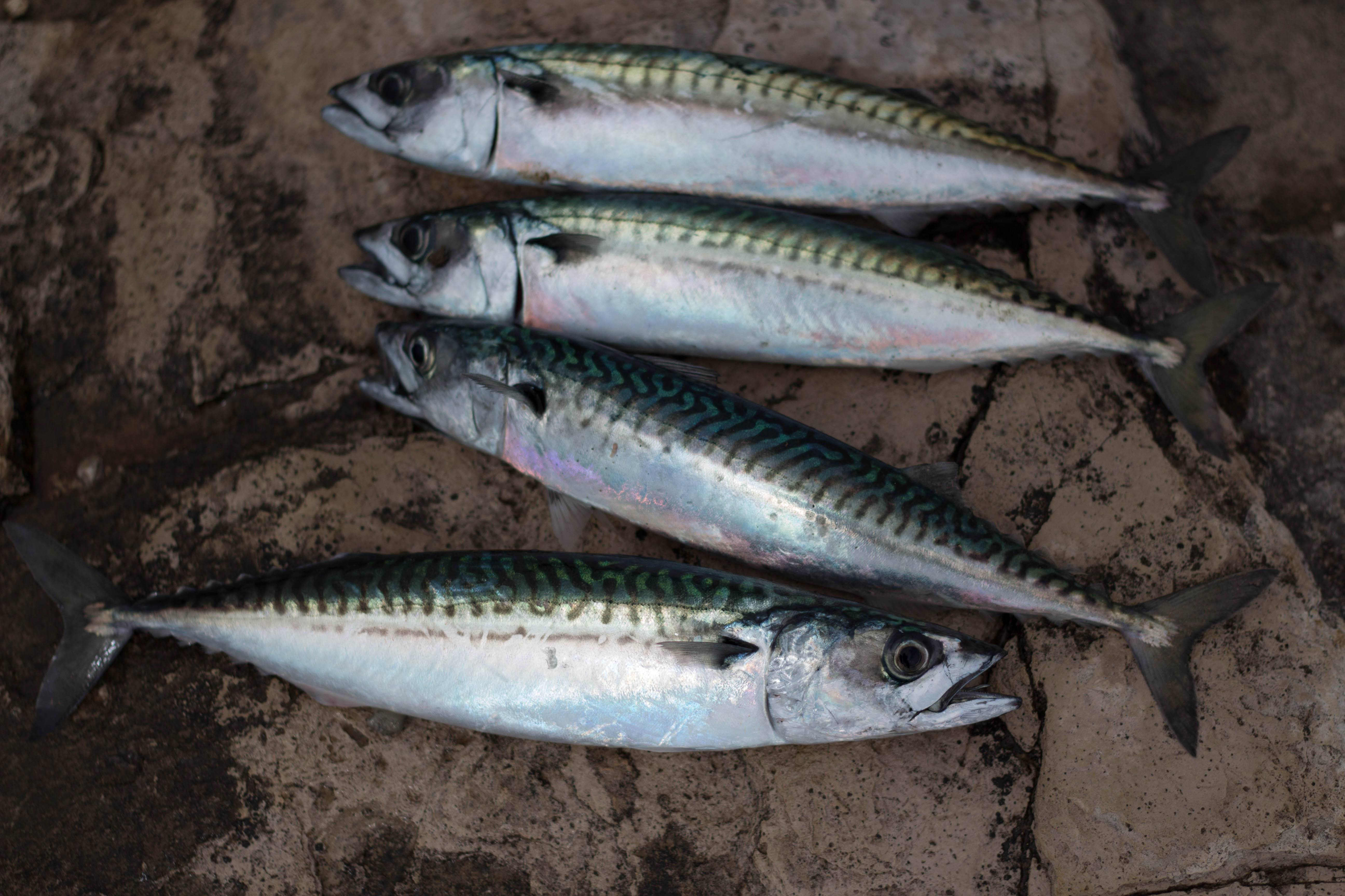 Рыба скумбрия: описание, виды, образ жизни, среда обитания и размножение