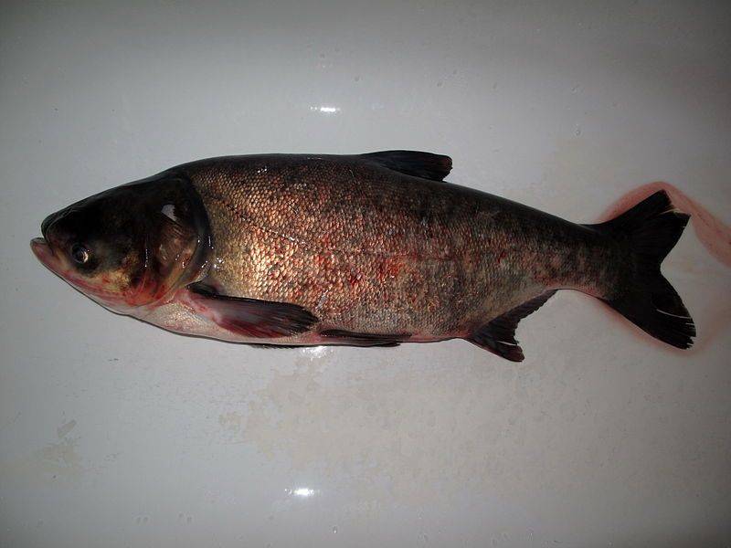 Рыба толстолобик: описание, фото, места обитания