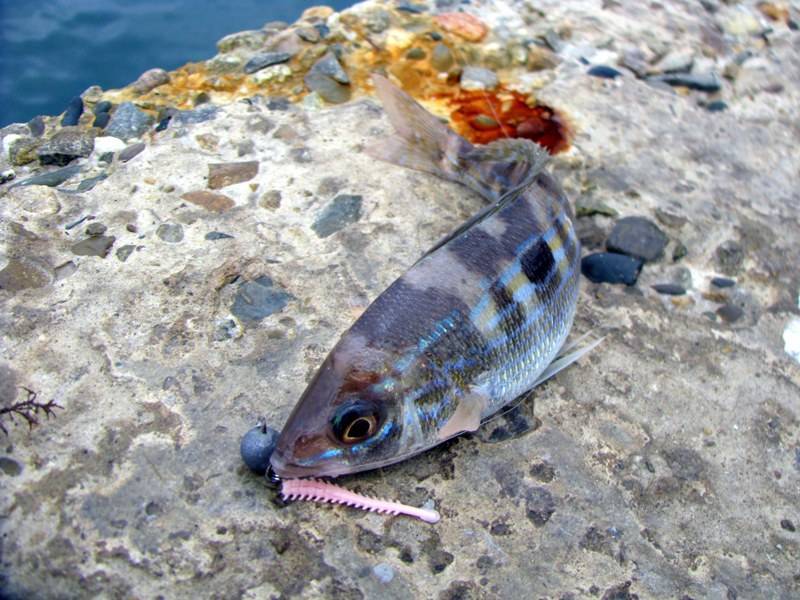 Смарида средиземноморская фото и описание – каталог рыб, смотреть онлайн