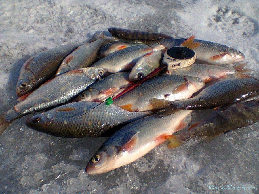 ✅ рыбалка в белозерске - danafish.ru