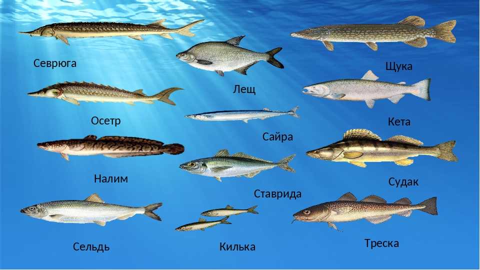 Красноперка: описание рыбы, на что ловить, где водится