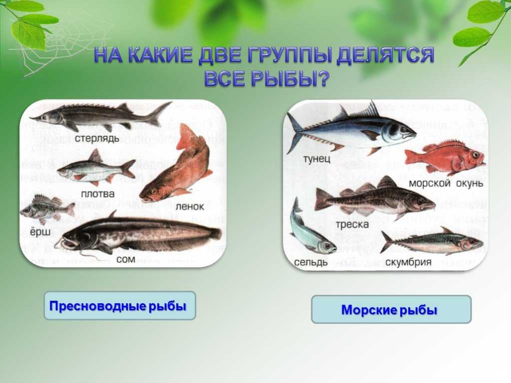 Пресноводные виды рыб россии - названия, фото и краткое описание — природа мира