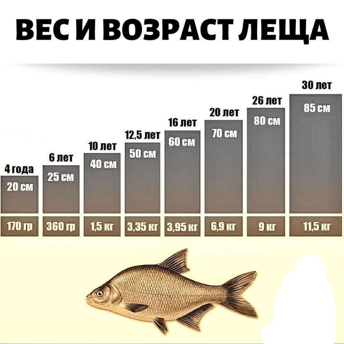 Рыбалка на крупного карася