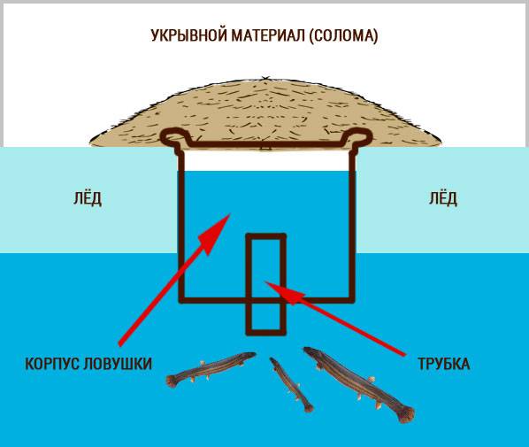 Ловля вьюна: весной, летом, зимой. ловля вьюна на корзину