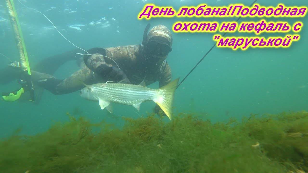 Кефаль черноморская: виды, фото, на что ловить - черноморие.рф