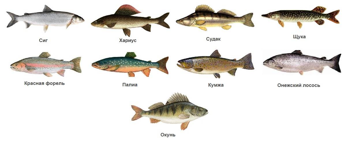 Рыбалка на белом море, что ловить на белом море?