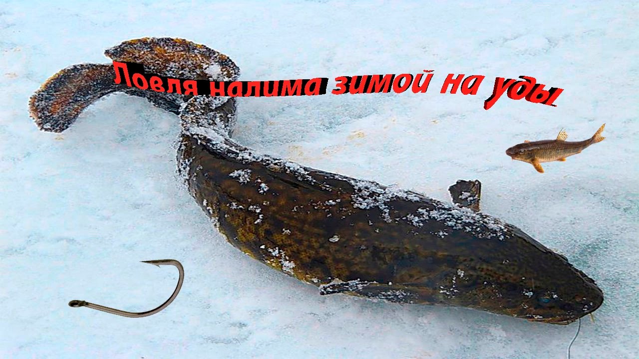 Ловля налима зимой на енесее