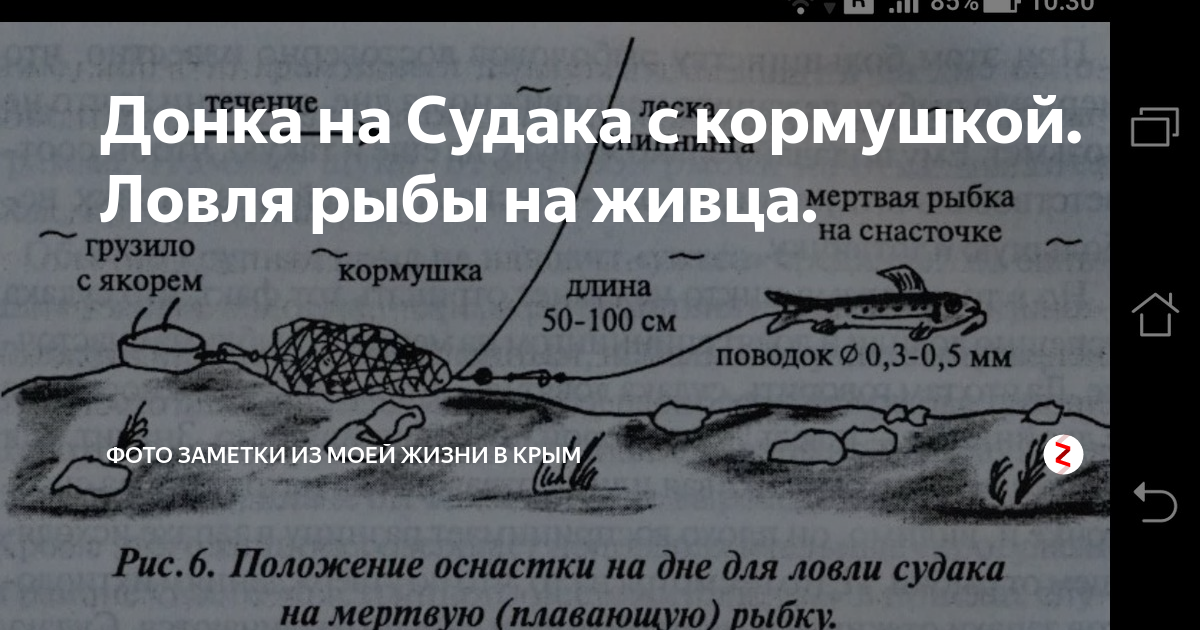 Донная снасть на судака с берега — детальный обзор