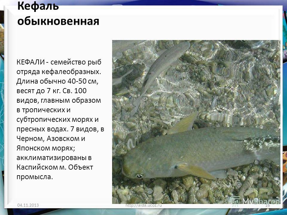 Пеленгас - подробное описание рыбы: где обитает, чем питается