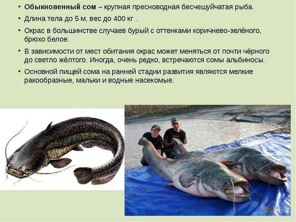 Сом: описание рыбы, места обитания, виды, что ест