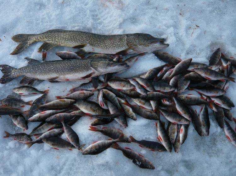 Зимняя рыбалка в коми: обзор рыболовных баз, какие рыбы водятся