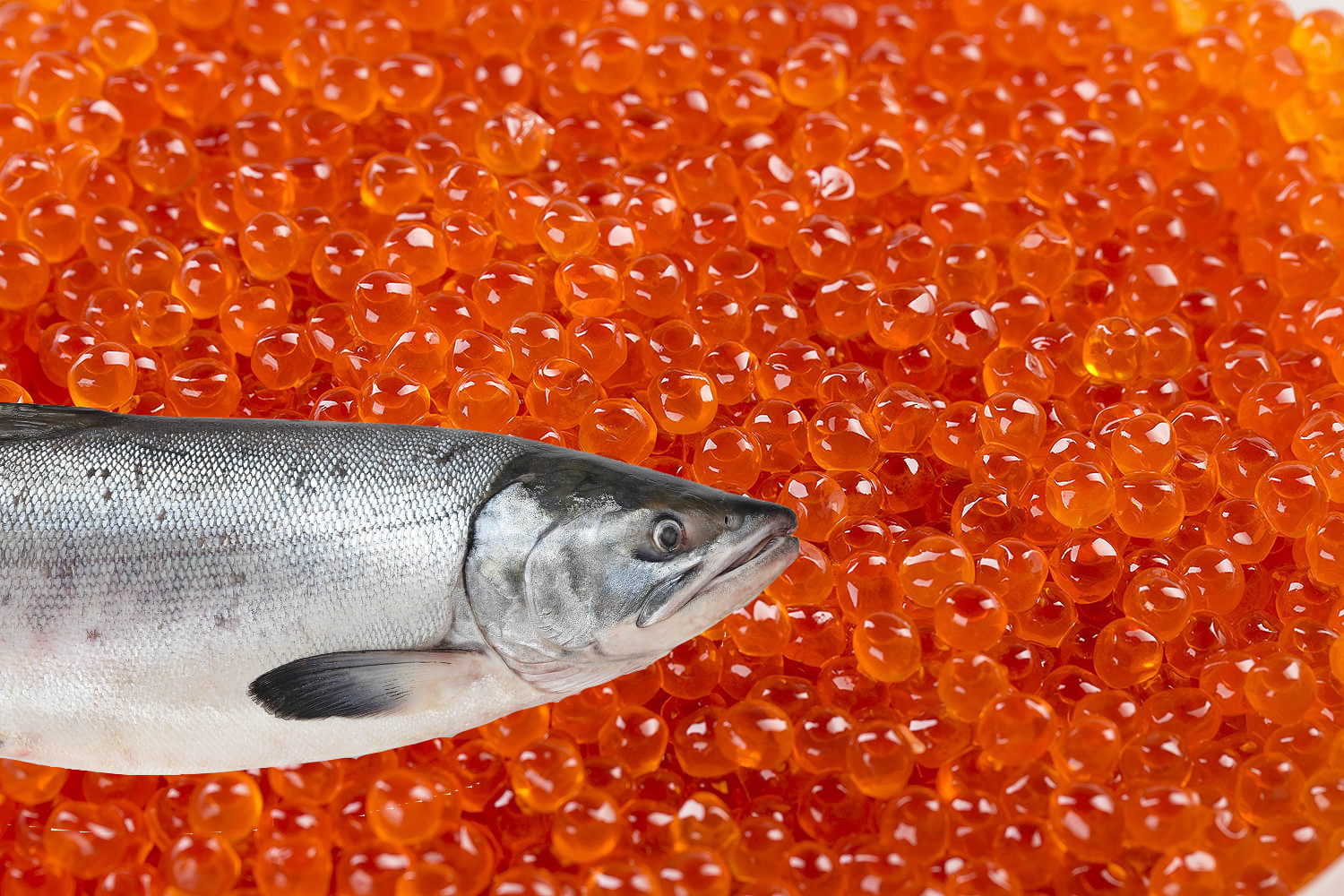 Рыба чавыча: чем полезна, где обитает, рецепты