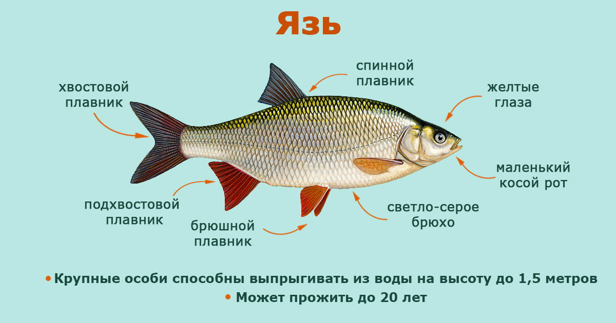 Язь: подробный обзор, где живет, чем питается, повадки, образ жизни