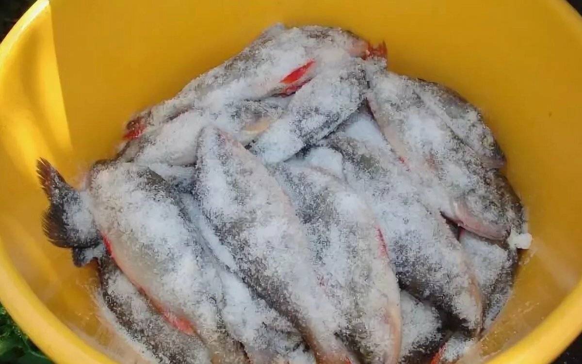Как солить рыбу для сушки в домашних условиях: вкусные рецепты