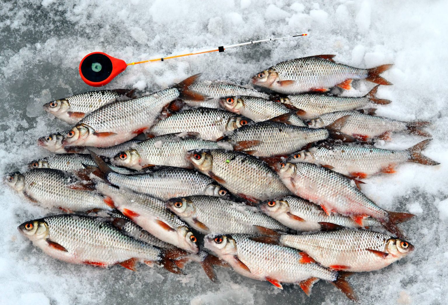 Как ловить плотву на мормышку и безмотылку зимой: техника и тактика зимней рыбалки