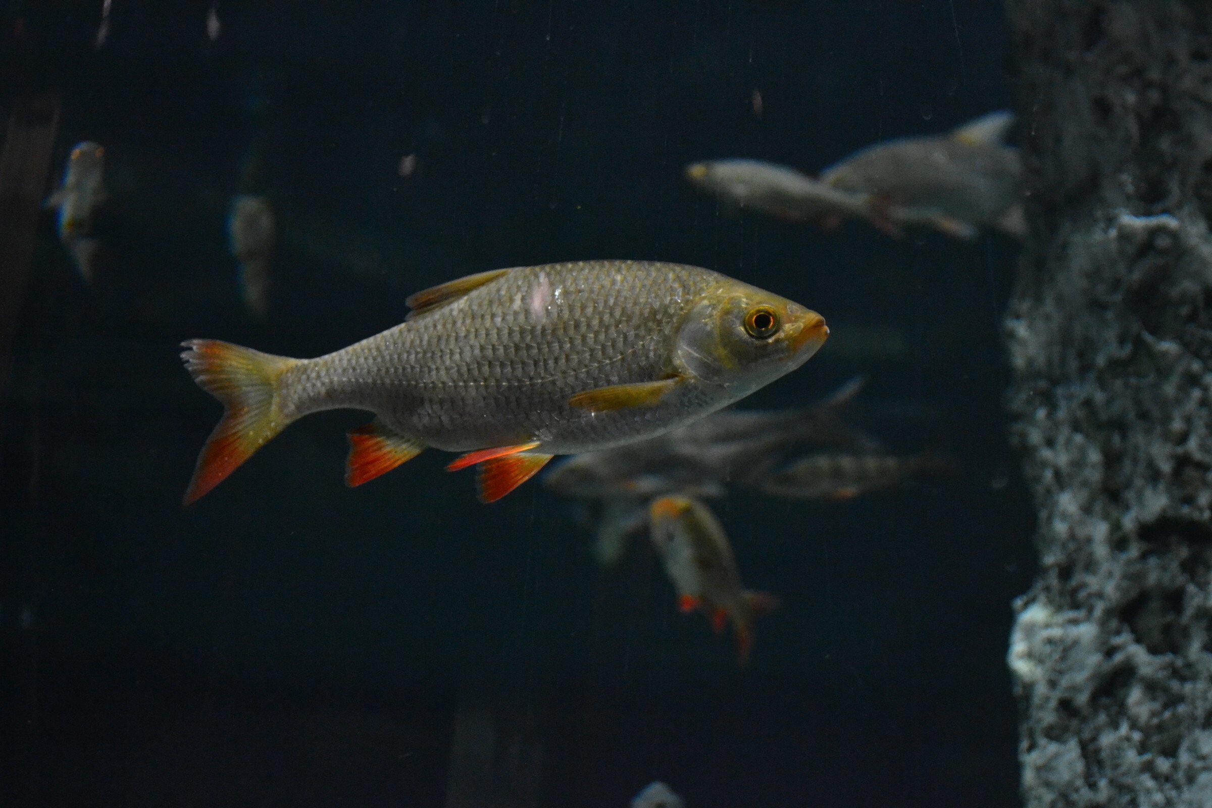 Чебак фото и описание – каталог рыб, смотреть онлайн