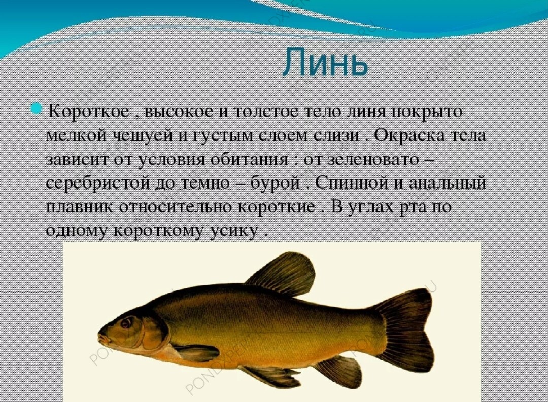 Рыба линь: описание, образ жизни, разновидности, секреты ловли, интересные факты о рыбе