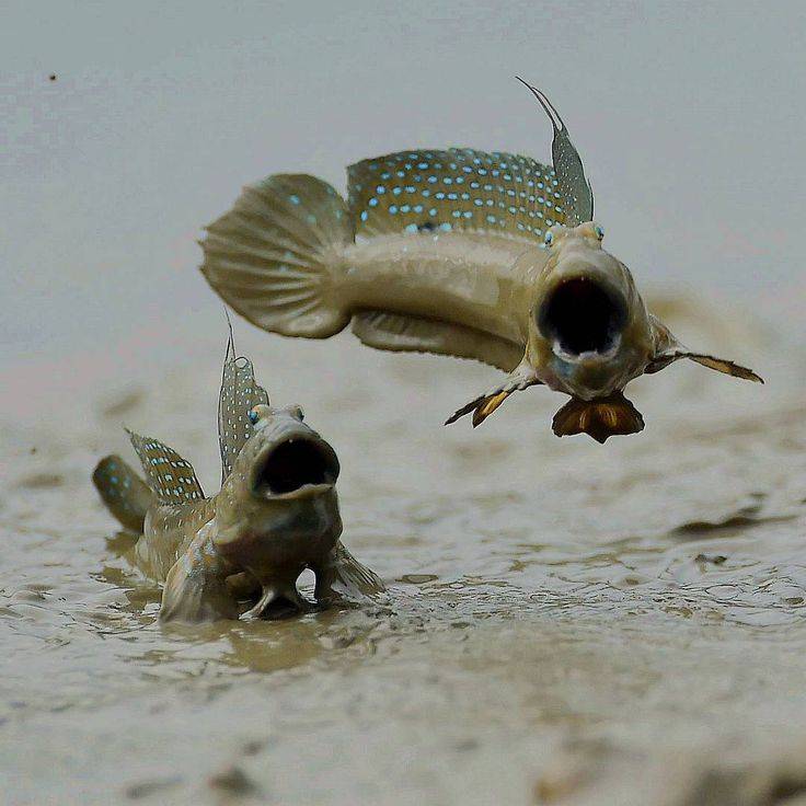 Илистый прыгун рыба. образ жизни и среда обитания илистого прыгуна
