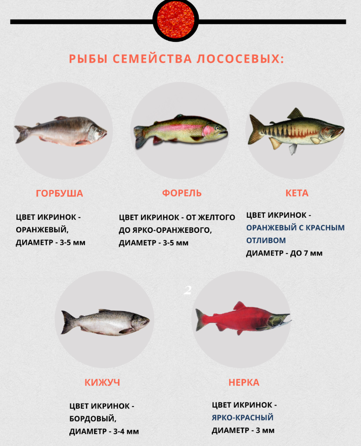 Горбуша соленая с луком и маслом калорийность. состав и полезные свойства горбуши свежей. состав и калорийность рыбы