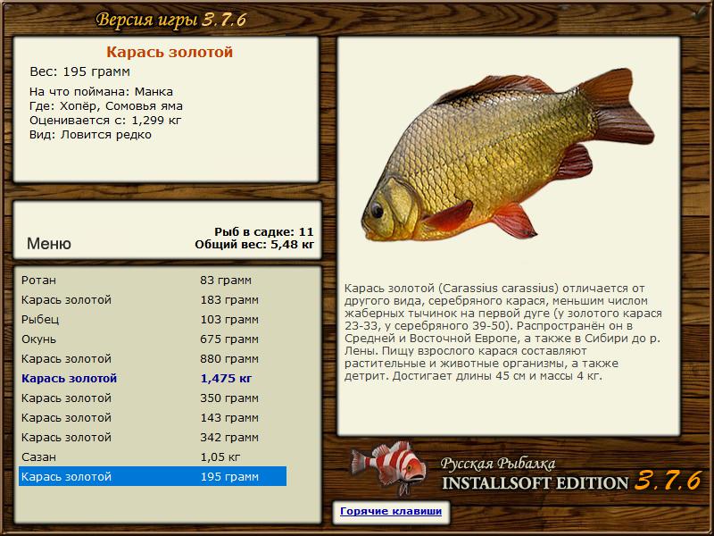 Карась золотой фото и описание – каталог рыб, смотреть онлайн