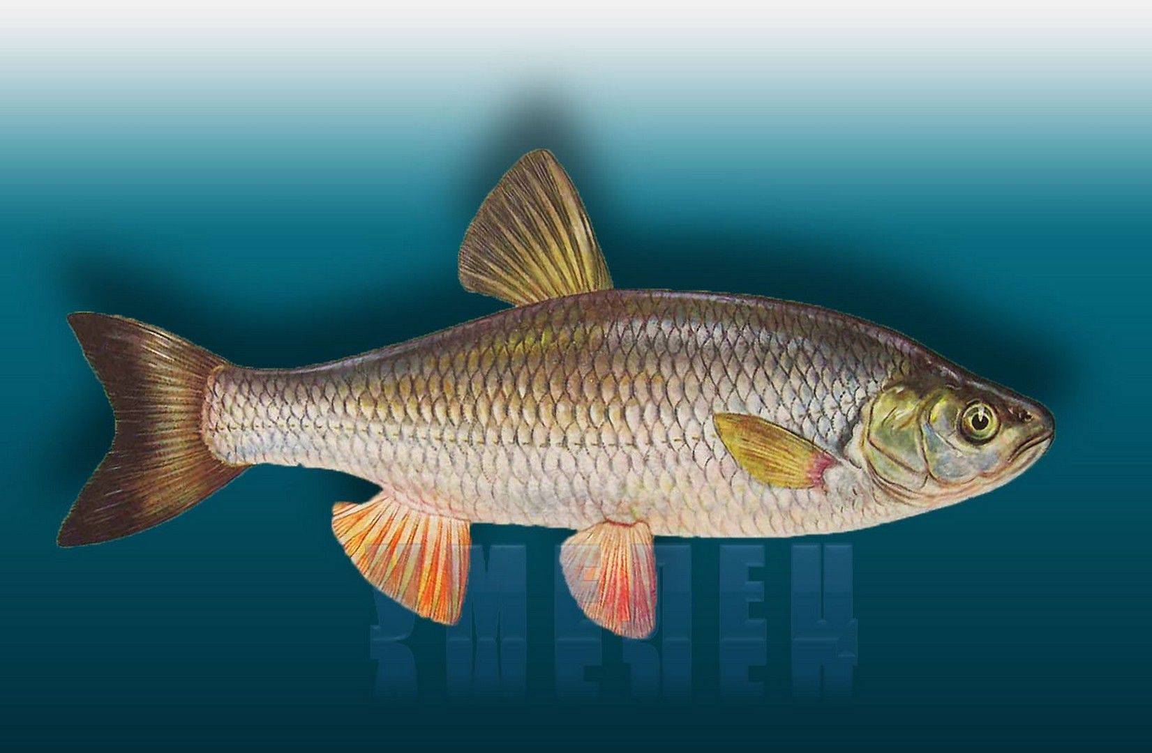 Красноперка рыба: описание, википедия, как выглядит