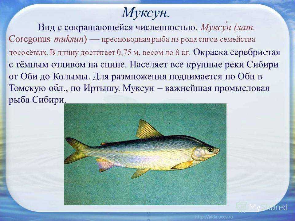 Рыба муксун: 17 домашних вариантов