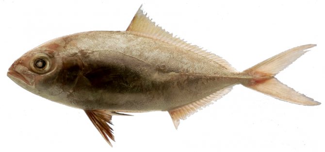 Желтохвостая рыбы лакедра: польза, вред и приготовление