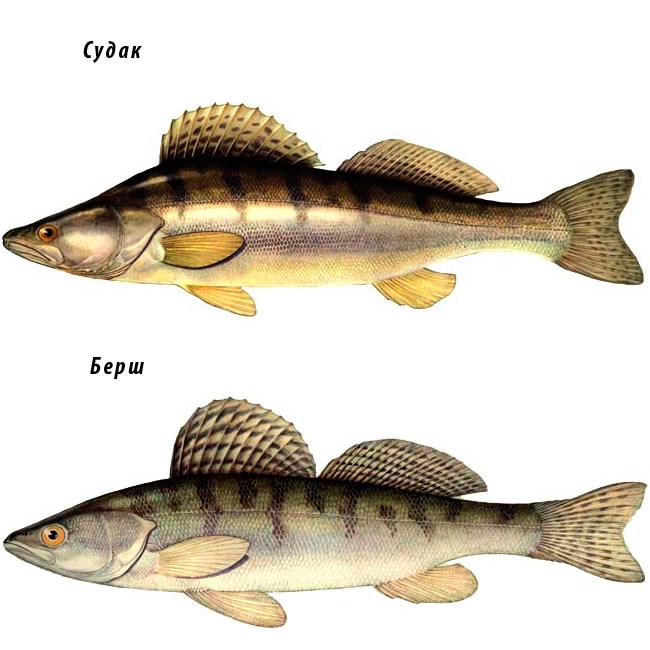 Берш: описание рыбы, отличие от судака, места обитания и нерест