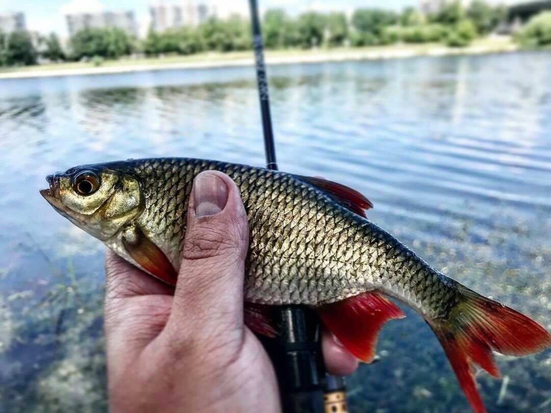 Ловля краснопёрки весной