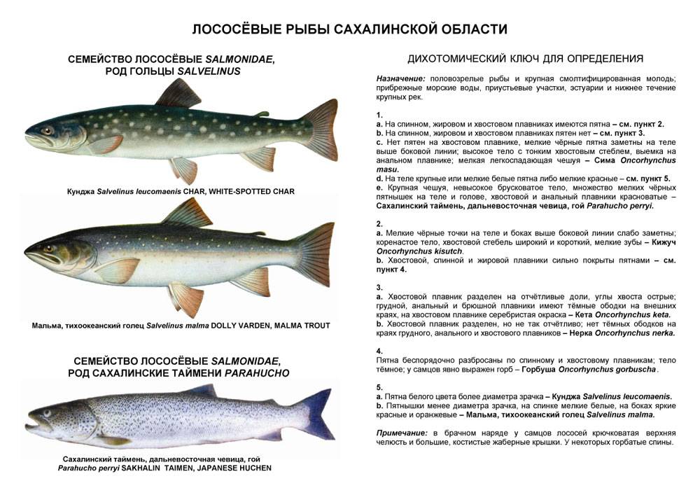 Ряпушка морская или речная рыба. состав и хорошие свойства ряпушки | секреты красоты и здоровья