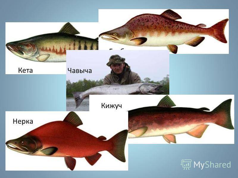 Нерка: польза и вред, что за рыба, чем лучше кижуча, форели и сёмги