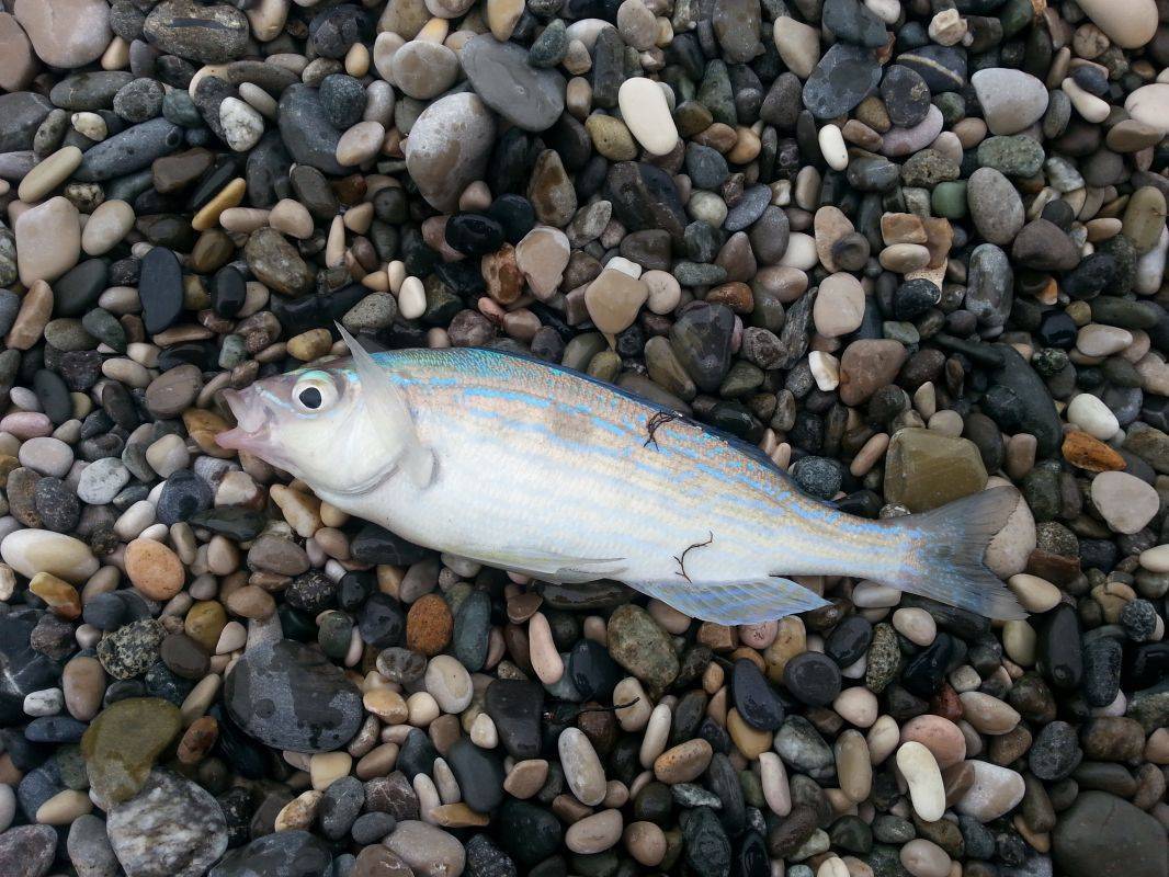Пеламида фото и описание – каталог рыб, смотреть онлайн