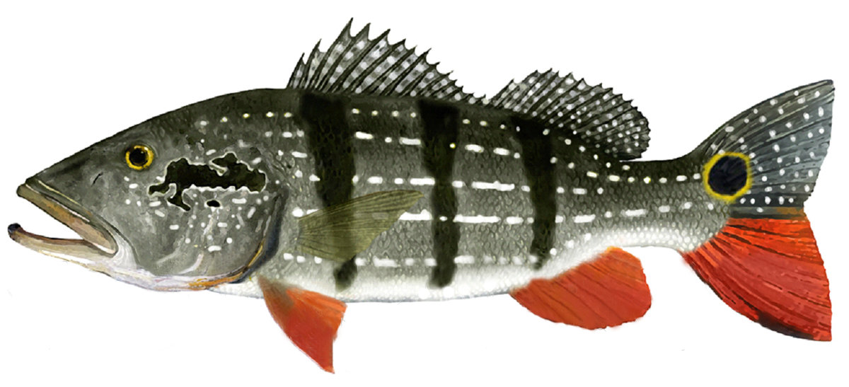 Окунь солнечный илистый фото и описание – каталог рыб, смотреть онлайн