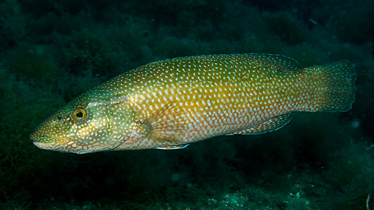 Губан-зеленушка фото и описание – каталог рыб, смотреть онлайн