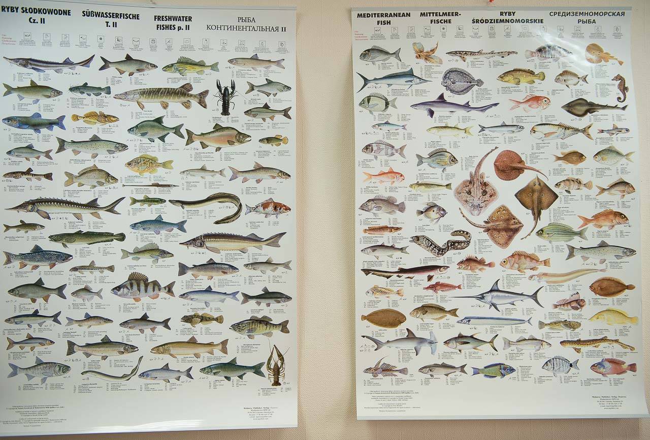 Рыба сом: описание, виды, образ жизни, среда обитания и размножение