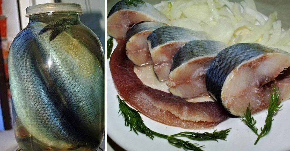 Как засолить карпа в банке с маслом. как посолить карпа кусками в банке рассолом. как правильно и быстро засолить карпа в домашних условиях