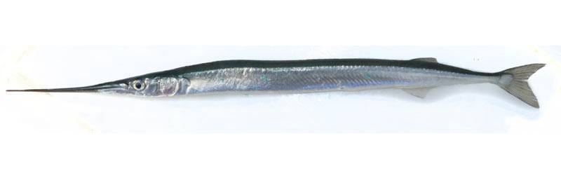 Рыба с зелеными костями: можно ли ее есть? сарган – монстр мировых морей