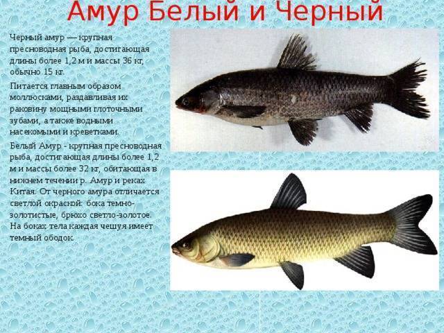 Белый амур: места обитания, особенности, нерест, календарь клёва, на что ловить, как выглядит, фото и видео