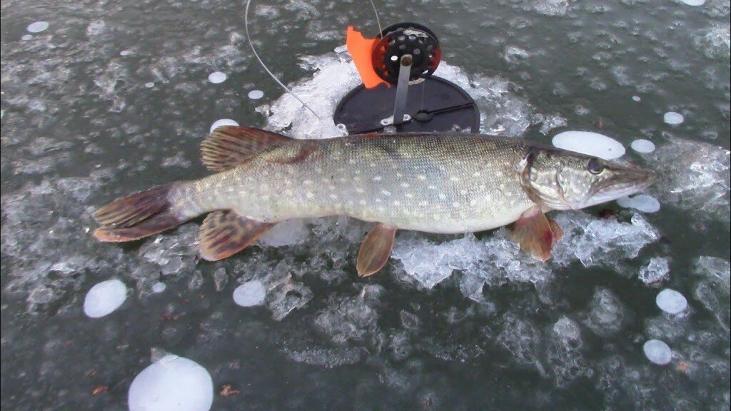 Ловля щуки на жерлицы зимой от а до я - читайте на сatcher.fish