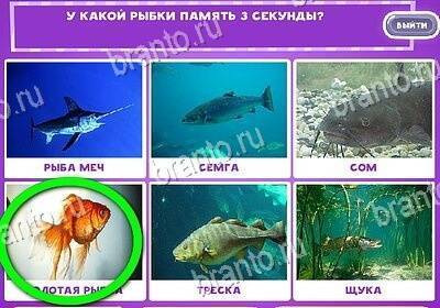 Какая память у рыб? эксперементы и различия в видах. сколько секунд длится память у рыб: мифы о домашних рыбках