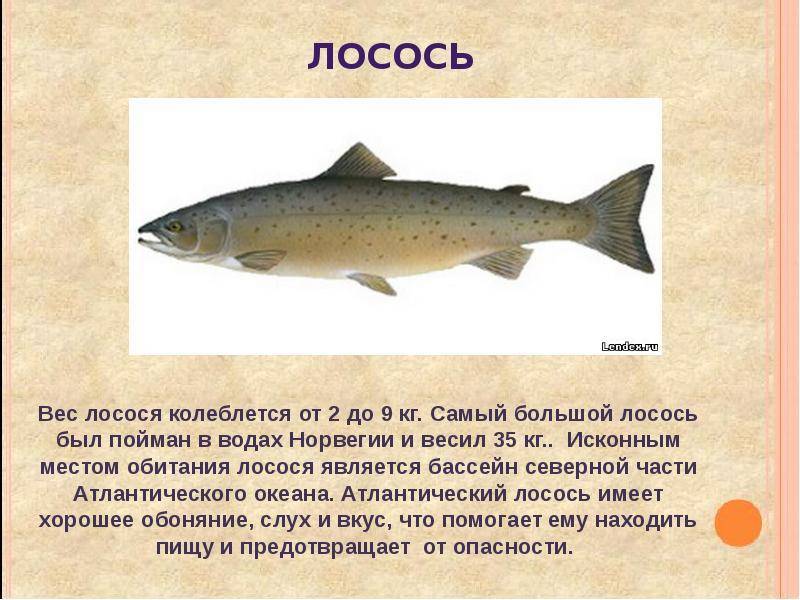 Рыба форель: описание, виды и места обитания