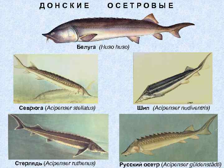 Givotinki.ru. осетровые виды рыб: описание, особенности и среда обитания