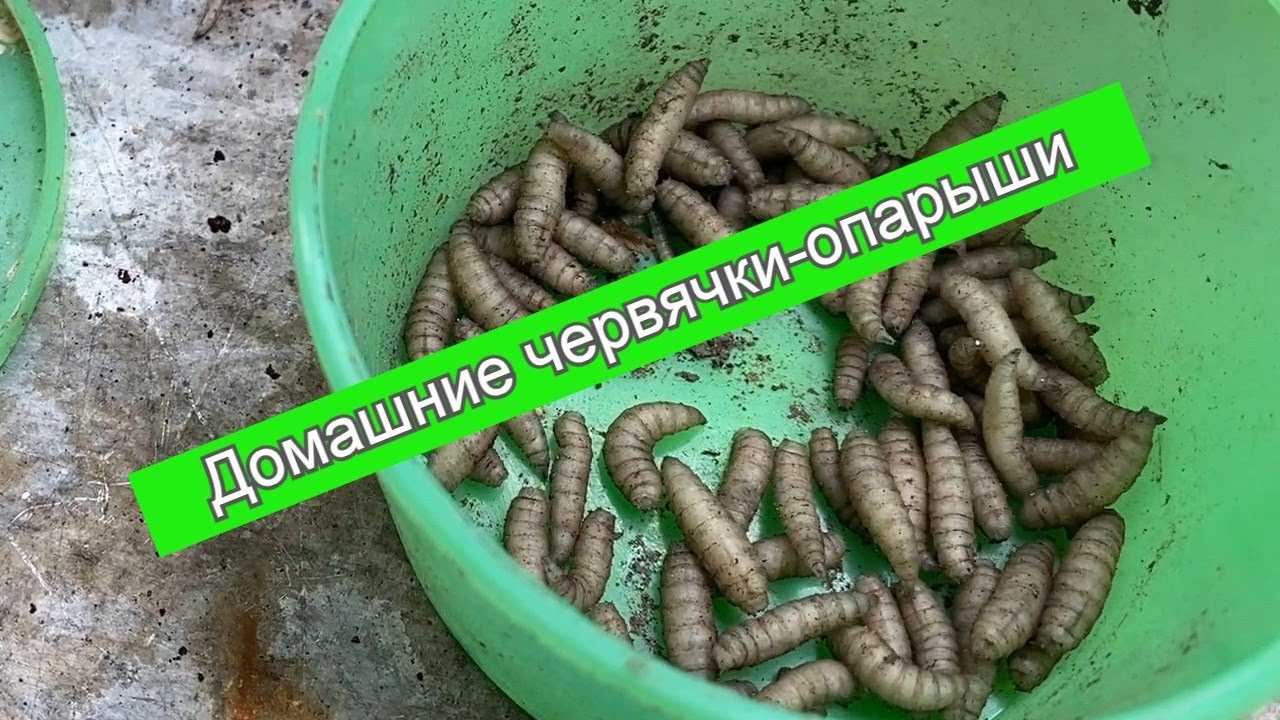 Разведение и хранение опарыша
