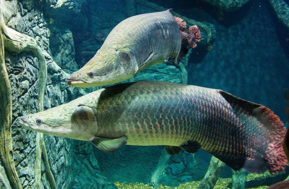 Пираруку - самая крупная пресноводная рыба в мире (6 фото)