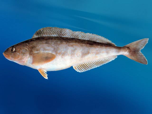 Пузанок фото и описание – каталог рыб, смотреть онлайн