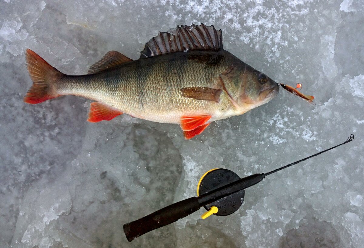 Зимняя рыбалка на окуня по перволедью