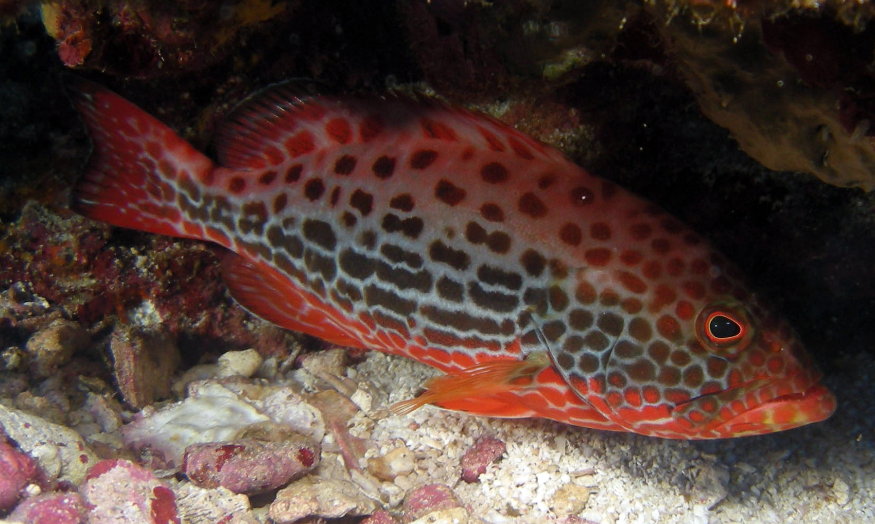 Групер рыба. описание, особенности и среда обитания рыбы групер