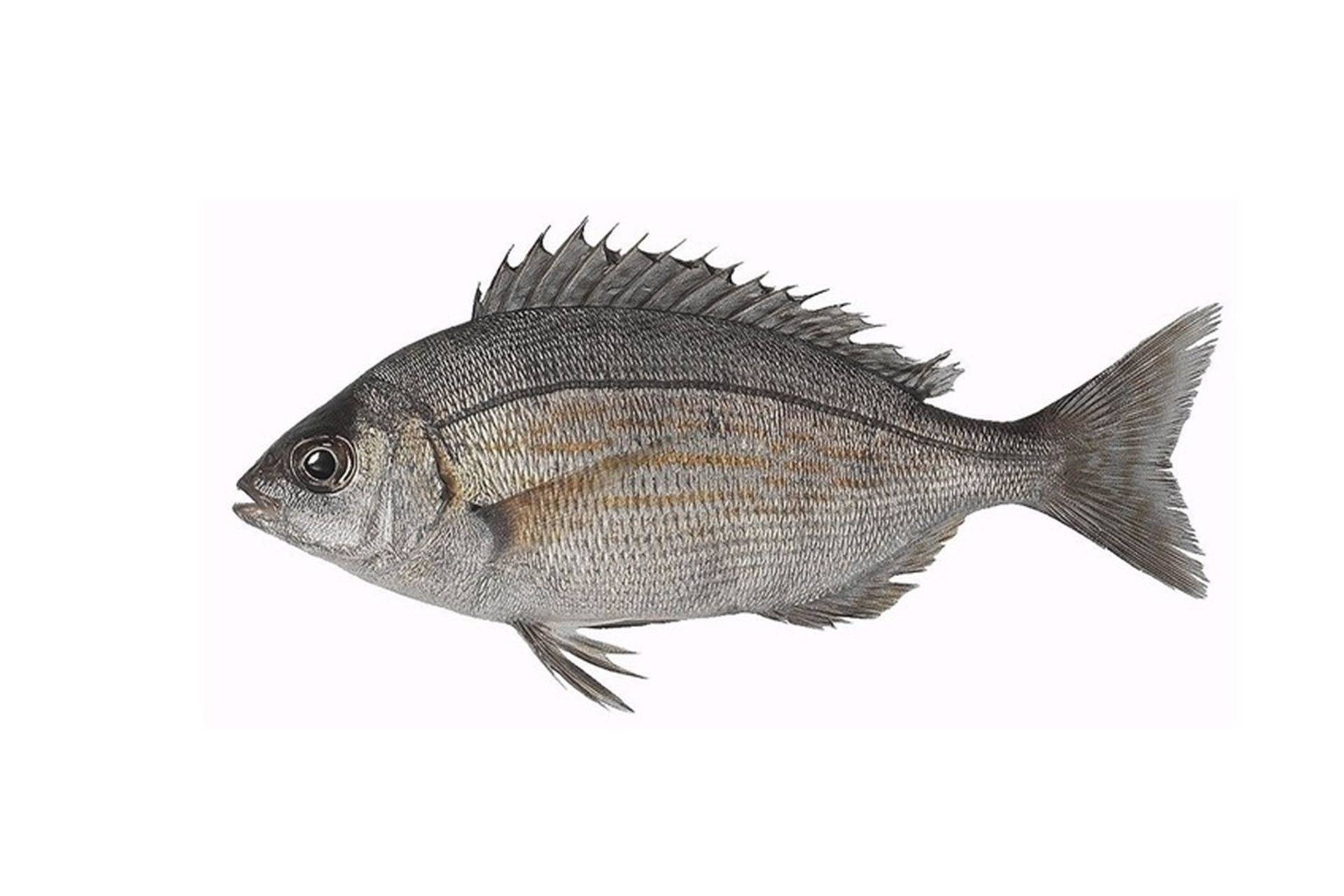 Рыба-ласточка фото и описание – каталог рыб, смотреть онлайн