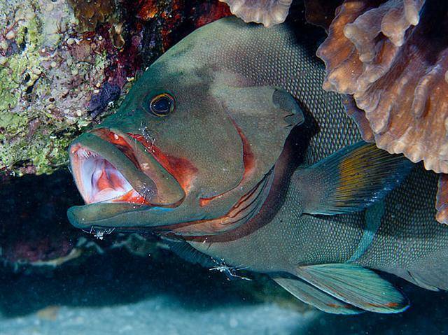 Рыба групер: фото, жизненный цикл, ареал обитания, питание и размножение