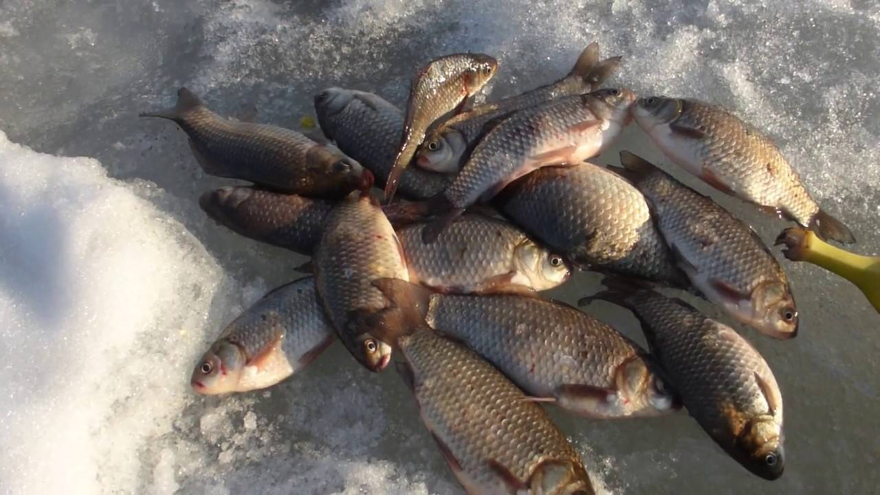 Рыбалка в карагандинской области: водоёмы и прогноз клёва - рыболову